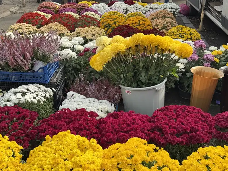 Квітковий ажіотаж до Дня всіх святих: які ціни на хризантеми в Ужгороді