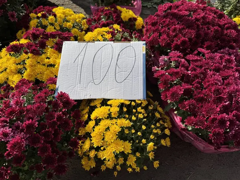 Квітковий ажіотаж до Дня всіх святих: які ціни на хризантеми в Ужгороді