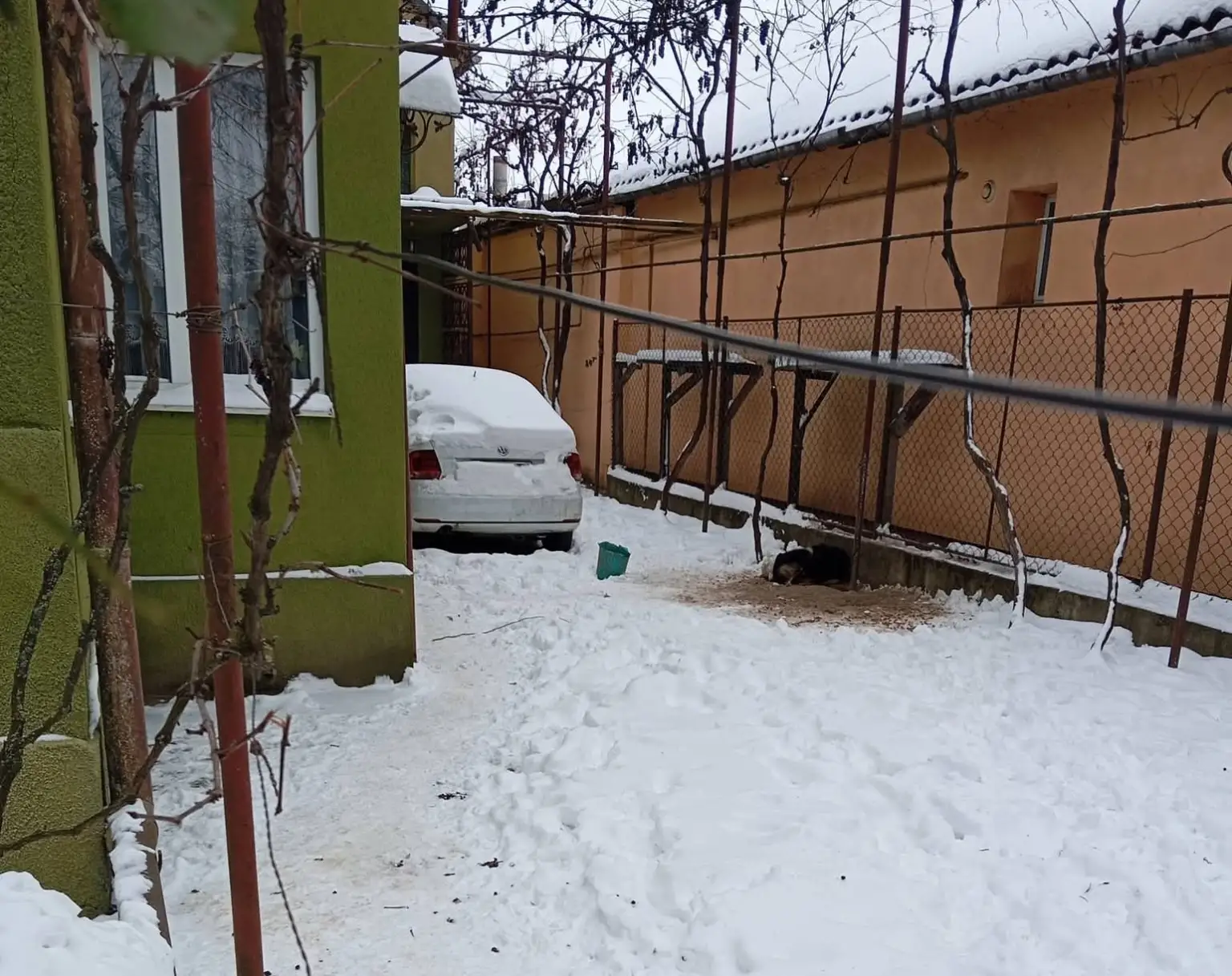 В Ужгороді поліція перевіряє повідомлення про собаку на морозі