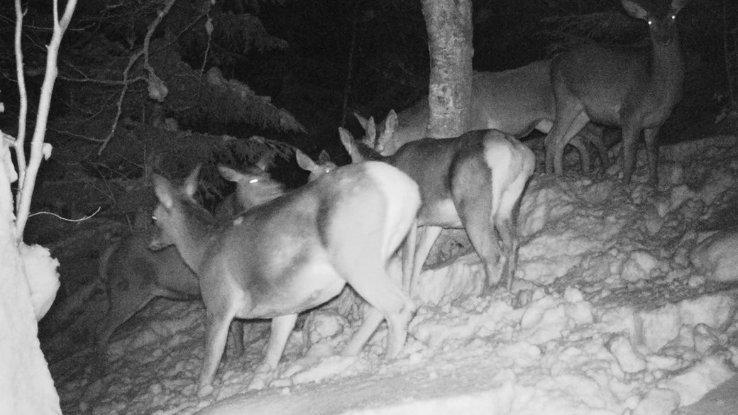 Зимові спостереження: як дикі мешканці “Синевиру” потрапили у фотопастки