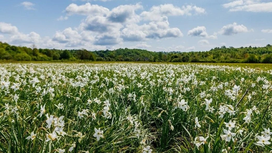 Весняна аномалія Закарпаття: Долина нарцисів знову вражає масовим цвітінням