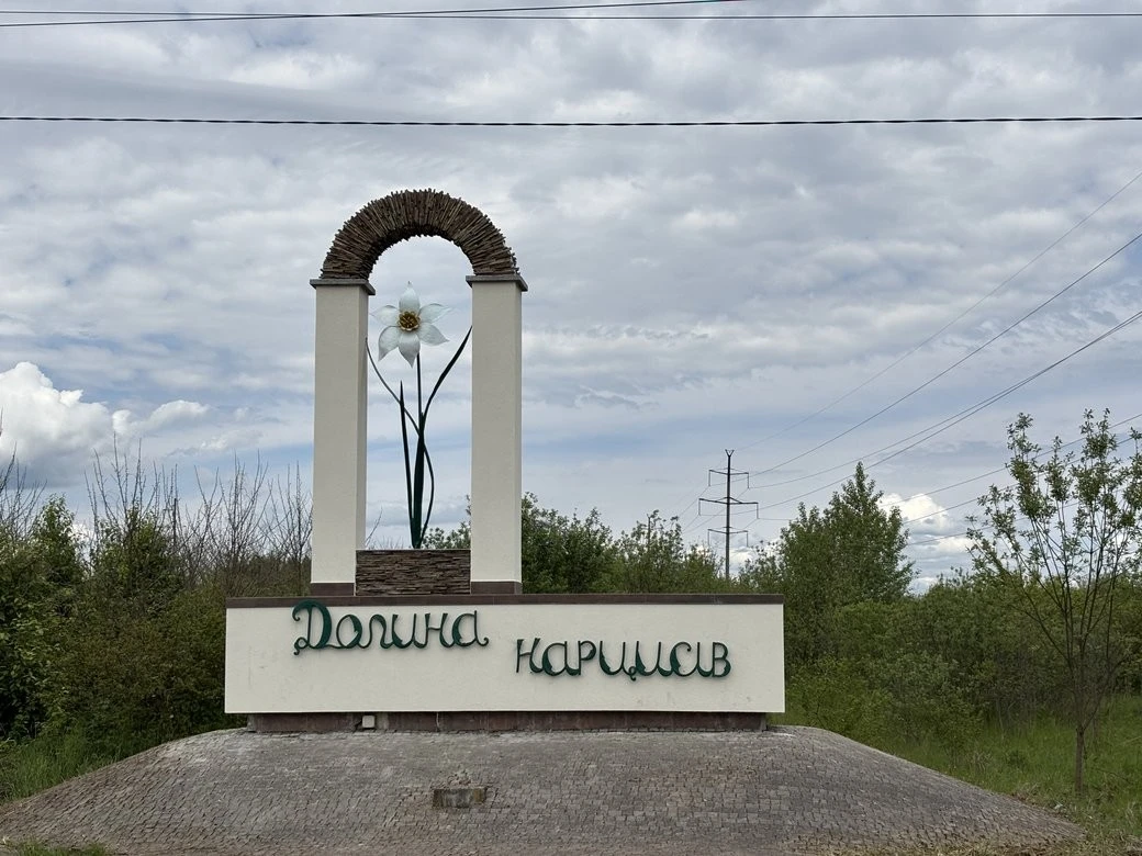Екологічна місія карпатських буйволів: як на Закарпатті рятують унікальну заповідну Долину нарцисів