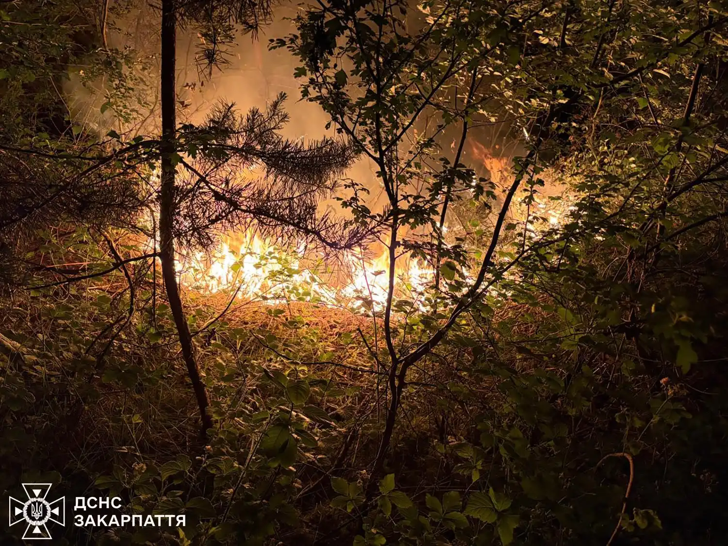 На Закарпатті оголосили найвищий рівень пожежної загрози через ризик масштабних загорянь