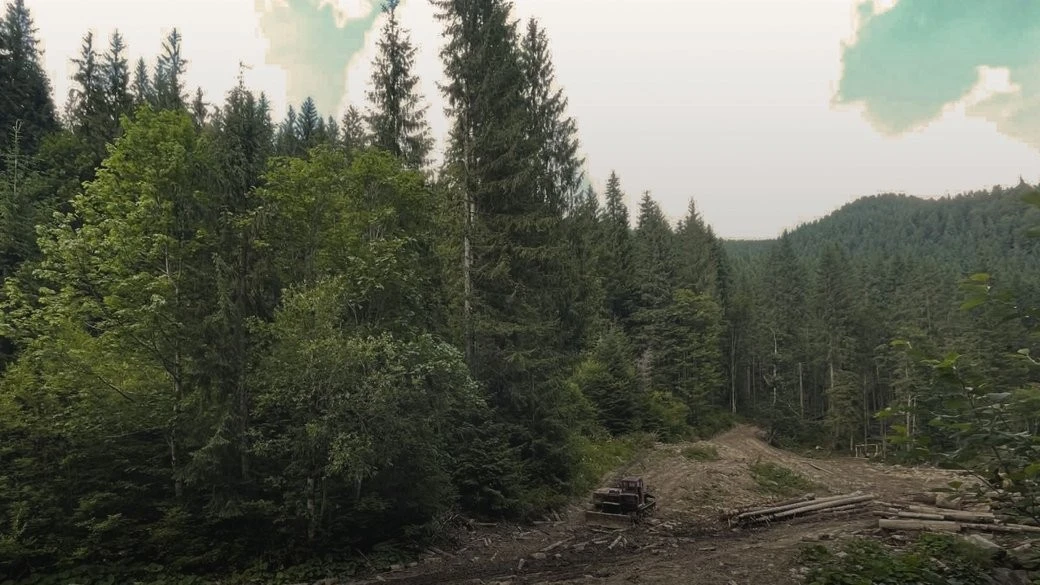 Мільйонні позови за вирубку: прокуратура вимагає гроші від держпідприємства “Ліси України”