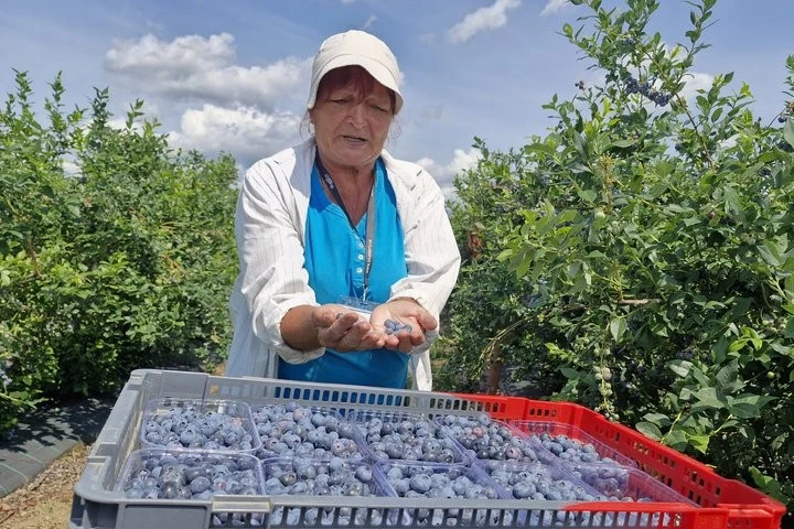 Спека та заморозки не завадили сезону: на Мукачівщині стартував масштабний збір лохини