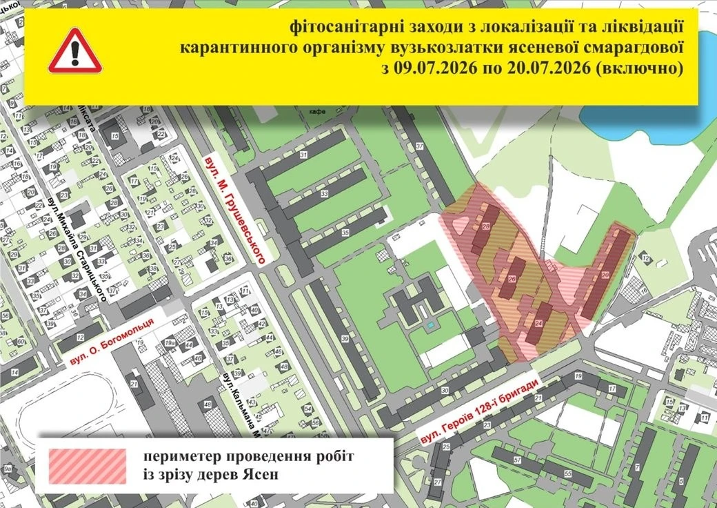 Ужгород втрачає ясени через агресивного жука: на одній із вулиць оголошено карантин